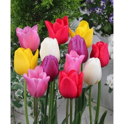 ふるさと納税 五泉市 [2025年11月より順次発送]五泉市 チューリップ球根セット 40球入り