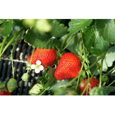 ふるさと納税 筑後市 オリジナルブランド苺みつのか280g×4パック(1.12kg)