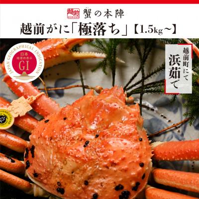 ふるさと納税 越前町 福井県のブランド蟹「極」に準ずる 浜茹で[越前がに 極落ち1.5kg〜]11月〜翌3月順次発送