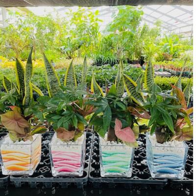 ふるさと納税 三郷市 みさと市カラーの観葉植物 4種