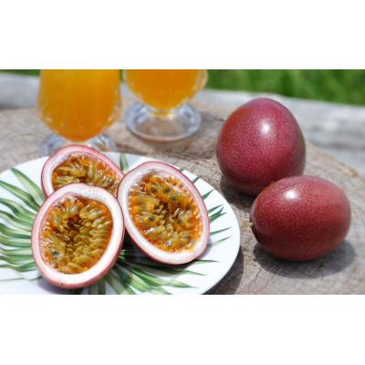 ふるさと納税 瀬戸内町 [先行受付][2026年5月下旬以降順次発送]パッションフルーツ 化粧箱L玉12個入り