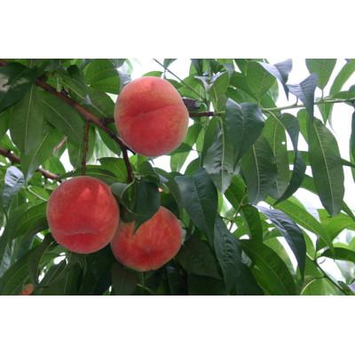 ふるさと納税 和歌山市 和歌山産 桃 秀品 サイズおまかせ 5玉〜9玉 約2kgの画像