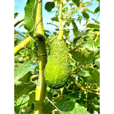 ふるさと納税 松山市 油分たっぷり!露地栽培の国産アボカド(愛媛県産) 1kg