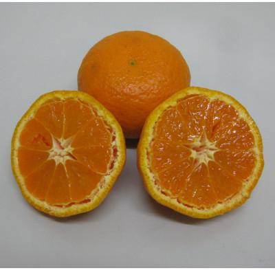 ふるさと納税 土庄町 [小豆島]南津海(なつみ)みかん 約5kg