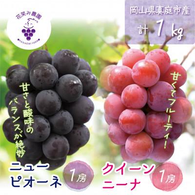 ふるさと納税 真庭市 [2026年先行受付]岡山 花笑み農園の『ニューピオーネ&amp;クイーンニーナ』1kg(2房) PQ-1