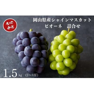 ふるさと納税 真庭市 厳選 岡山県産 シャインマスカット・ピオーネ詰合せ 計1.5kg以上2〜3房 産直・朝採れ 2026