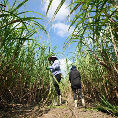 ふるさと納税 豊見城市 《ウージ染め》手織り角帯　little achakanの画像