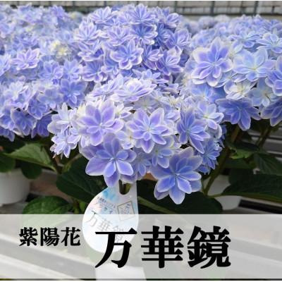 ふるさと納税 吉賀町 [お届け:2027年4月下旬より開始]アジサイ「万華鏡」5号鉢
