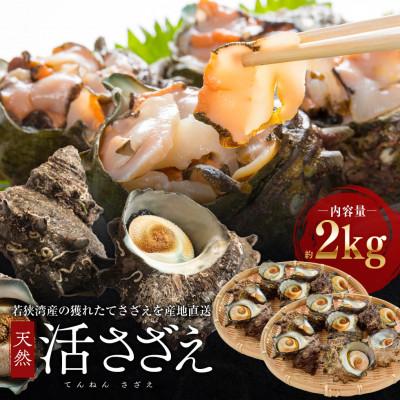 ふるさと納税 若狭町 若狭湾 天然 活サザエ 約2kg(18-25個位)