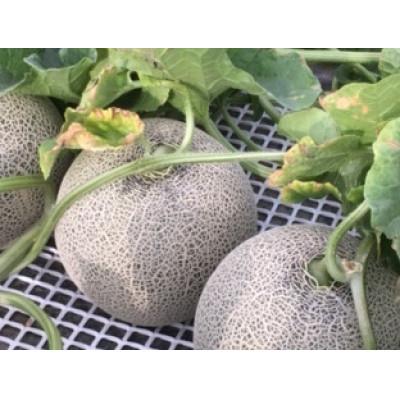 ふるさと納税 富良野市 【2027年発送】美味!秋の富良野メロン(レッド