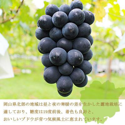 ふるさと納税 玉野市 岡山県産 ブラックビート 1.5kg(3房〜6房)