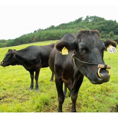 ふるさと納税 白老町 白老牛肩ロースすき焼き　1000g　ギフトセット |  | 02