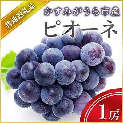 ふるさと納税 城里町 ピオーネ 1房(県内共通返礼品:かすみがうら市産)