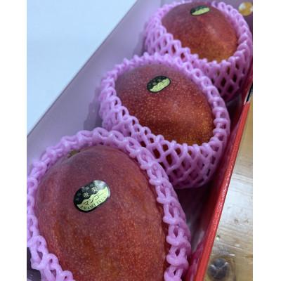 ふるさと納税 瀬戸内町 [2026年7月中旬以降順次発送]奄美完熟マンゴー 化粧箱約1kg(2〜3玉入り)農家直送♪