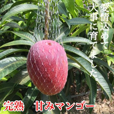 ふるさと納税 瀬戸内町 【2026年7月中旬以降順次発送】奄美完熟マンゴー　化粧箱約1kg(2〜3玉入り)農家直送♪_2