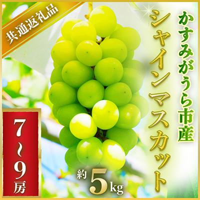 ふるさと納税 城里町 2025年7月より順次発送予定シャインマスカット約5キロ7〜9房(県内共通返礼品:かすみがうら市産)