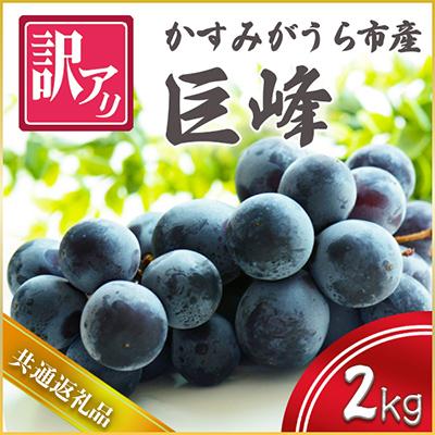 ふるさと納税 城里町 訳あり巨峰 2kg (県内共通返礼品:かすみがうら市産)