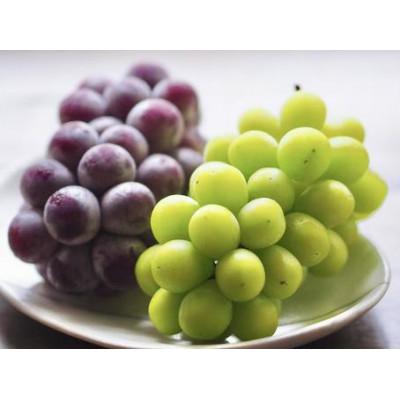 ふるさと納税 城里町 シャインマスカットと巨峰 桐箱入り2房(県内共通返礼品:かすみがうら市産)