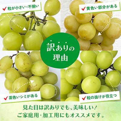 ふるさと納税 笛吹市 先行受付 2026年発送 日本一の生産量 訳あり シャインマスカット1kg 2房〜3房 山梨県 笛吹 |  | 03