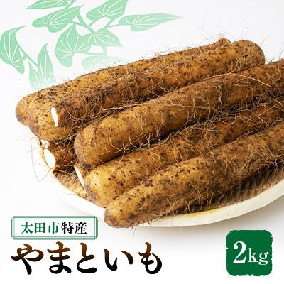 ふるさと納税 太田市 太田特産「やまといも」2kg×1箱