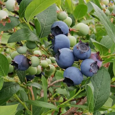 ふるさと納税 牛久市 朝採れ完熟ブルーベリー1,050g