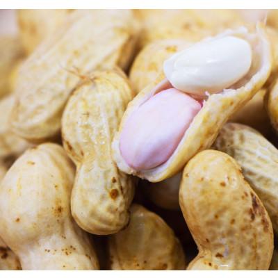 ふるさと納税 旭市 [2026年09月上旬以降順次発送]千葉県産 生おおまさり 1.5kg