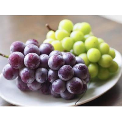 ふるさと納税 城里町 お中元シャインマスカットとピオーネ桐箱入り2房(県内共通返礼品:かすみがうら市産)