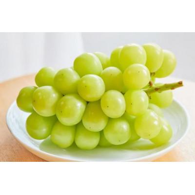 ふるさと納税 城里町 お中元シャインマスカット桐箱入り1房(県内共通返礼品:かすみがうら市産)