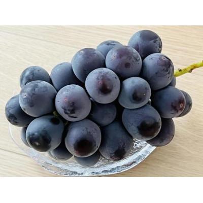 ふるさと納税 城里町 お中元 ピオーネ 桐箱入り1房(県内共通返礼品:かすみがうら市産)