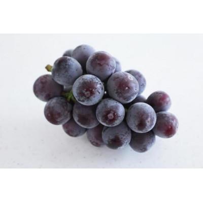 ふるさと納税 城里町 お中元 巨峰 桐箱入り1房(県内共通返礼品:かすみがうら市産)