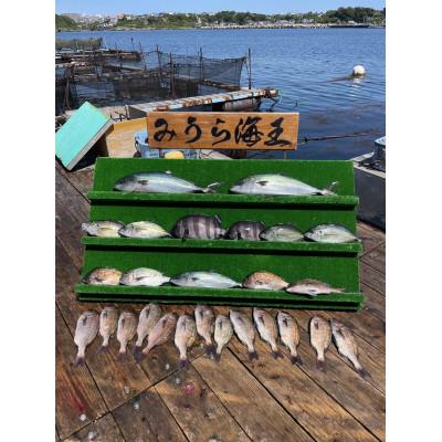 ふるさと納税 三浦市 「海上釣り堀みうら海王」無料招待券 一名様分(1回分)