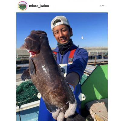 ふるさと納税 三浦市 「海上釣り堀みうら海王」無料招待券 一名様分(1回分) |  | 03