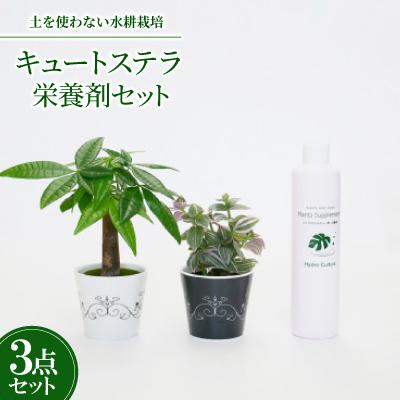ふるさと納税 岡崎市 キュートステラ2個&amp;栄養剤セット[オススメの観葉植物でお届け]