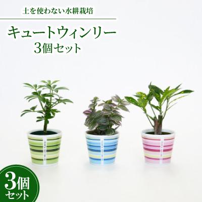 ふるさと納税 岡崎市 キュートウィンリー3個セット[オススメの観葉植物でお届け]