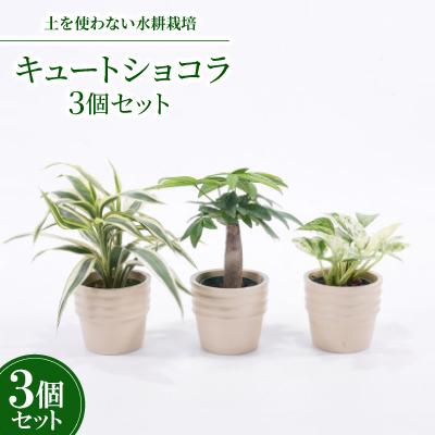 ふるさと納税 岡崎市 キュートショコラ3個セット[オススメの観葉植物でお届け]