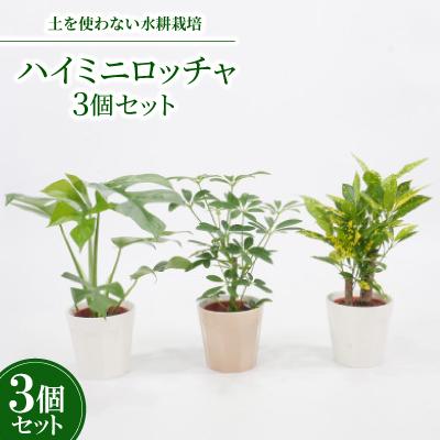 ふるさと納税 岡崎市 ハイミニロッチャ3個セット[オススメ観葉植物でお届け]