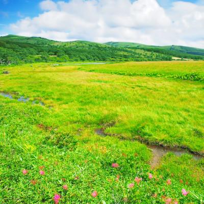 ふるさと納税 諏訪市 [八島湿原 ぐるっとウォーク]~花と生きものたちとの出会い 癒やしの湿原めぐり~ツアー参加券3名様分