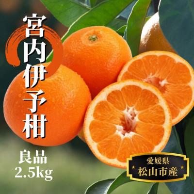 ふるさと納税 松山市 [宮内伊予柑]良品 約2.5kg <1月末〜3月下旬頃発送>