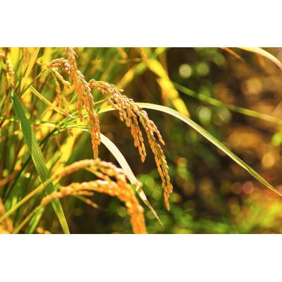 ふるさと納税 富良野市 令和7年産 北海道富良野産「ゆめぴりか」精米5kg