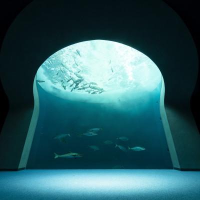 ふるさと納税 宇多津町 四国水族館　<大人>ペア入館券 |  | 02