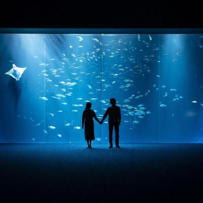 ふるさと納税 宇多津町 四国水族館　<大人>ペア入館券 |  | 03
