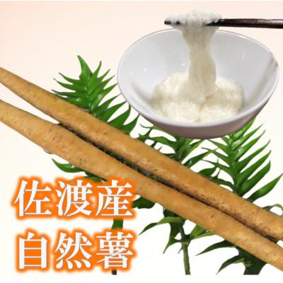 ふるさと納税 佐渡市 佐渡産自然薯