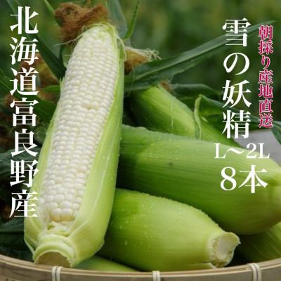 ふるさと納税 富良野市 朝採り白いとうもろこし「雪の妖精」北海道富良野産 L〜2L 8本入