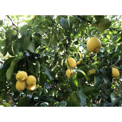 ふるさと納税 松山市 もりのしずくれもん(国産レモン)3kg |  | 01