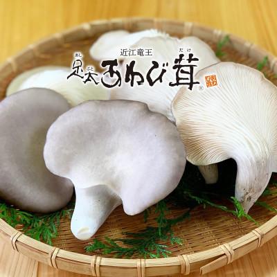 ふるさと納税 竜王町 希少!肉厚・大ぶり!特選足太あわび茸(生)500g 滋賀竜王