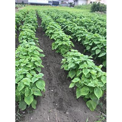 ふるさと納税 吉田町 【お申込み受付後搾油でより新鮮に】黄金のえごま油(47g×2本)(110g×1本) |  | 01