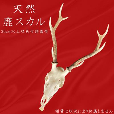 ふるさと納税 曽爾村 角付き鹿スカル