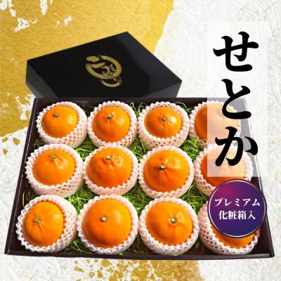 ふるさと納税 松山市 プレミアム[せとか] 化粧箱入