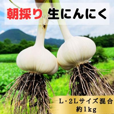 ふるさと納税 田子町 [KASANOVAの生にんにく 青森県田子町産(なま)]L&amp;2L size『1kg』