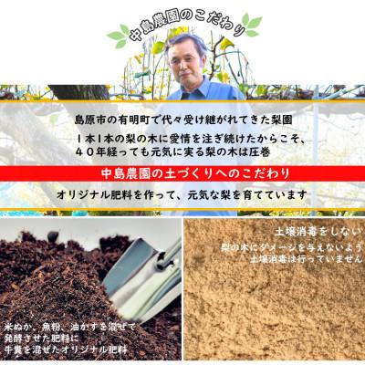 ふるさと納税 島原市 【2027年7月下旬より順次発送】中島農園の幸水梨 約2.5kg(5玉〜8玉)(島原市) |  | 01